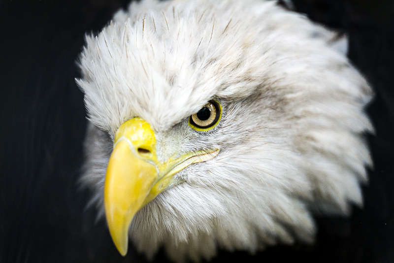 Sky, a Captive Bald Eagle at the Peregrine Fund Center in Idaho Sky, a Captive Bald Eagle at the Peregrine Fund Center in Idaho