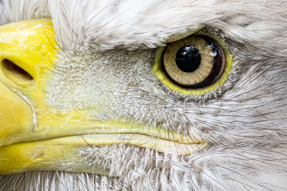 Eye of Sky, Peregrin Center, Idaho