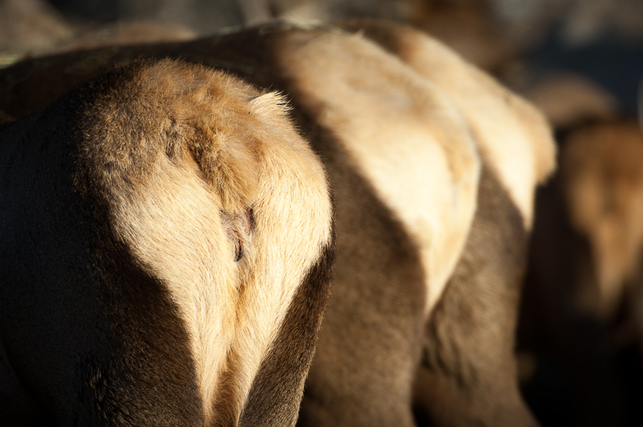 Tail