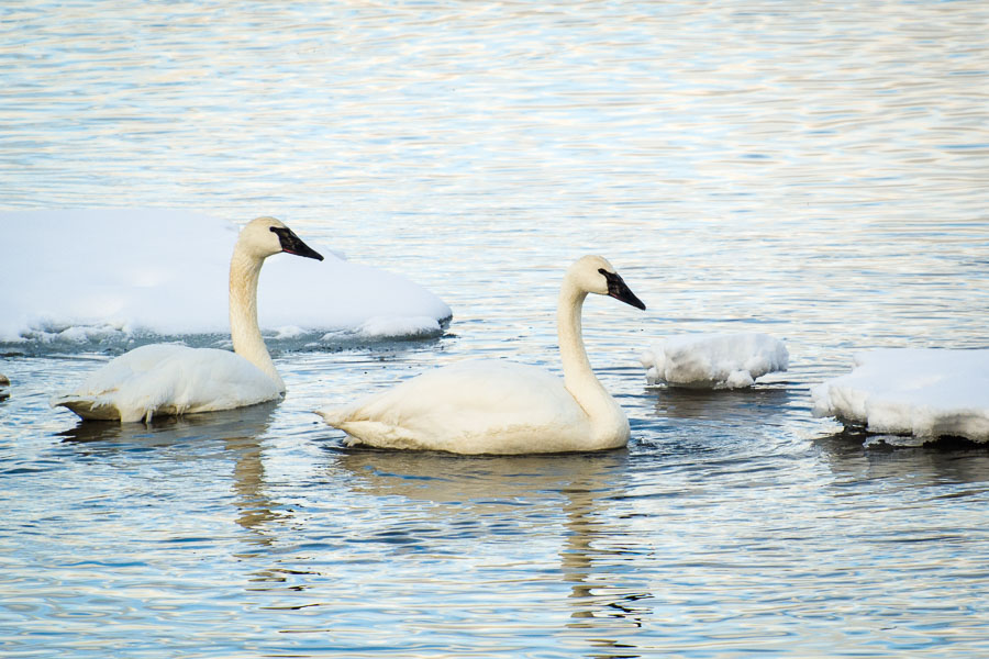 Trumpeter swans