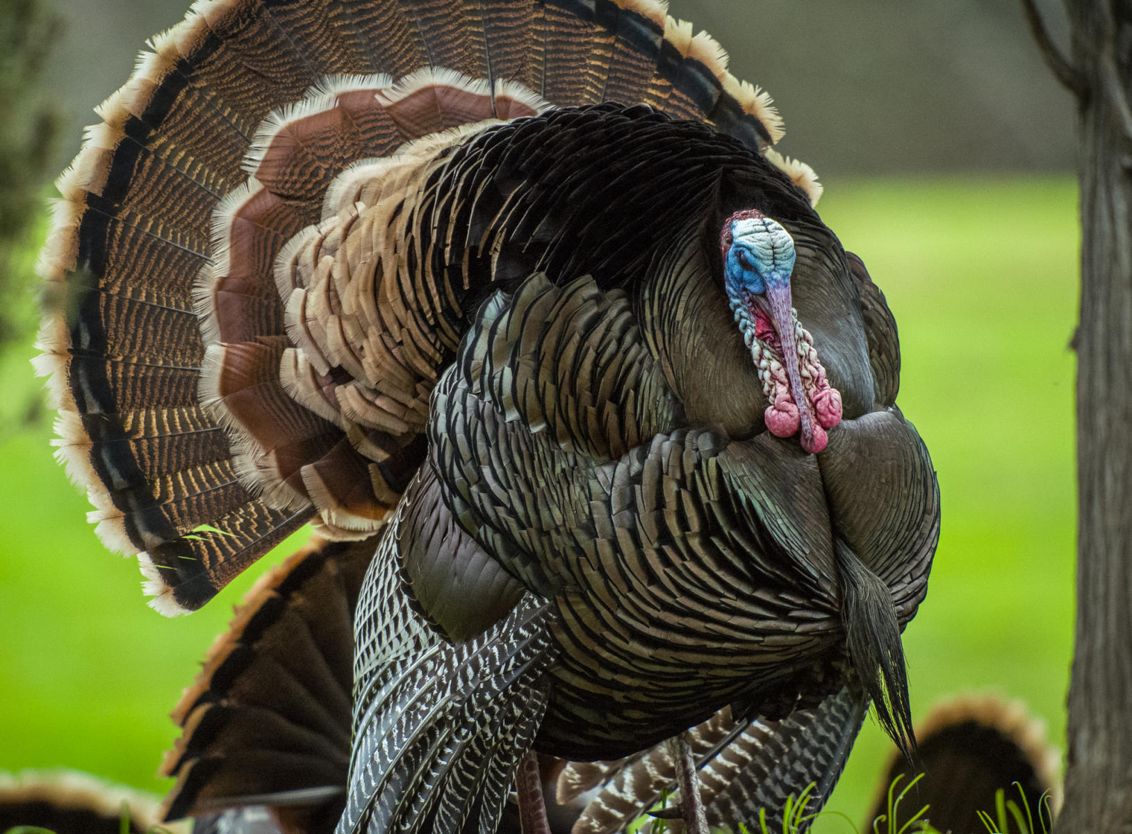 Wild Turkey, Mt. Diablo State Park, California
