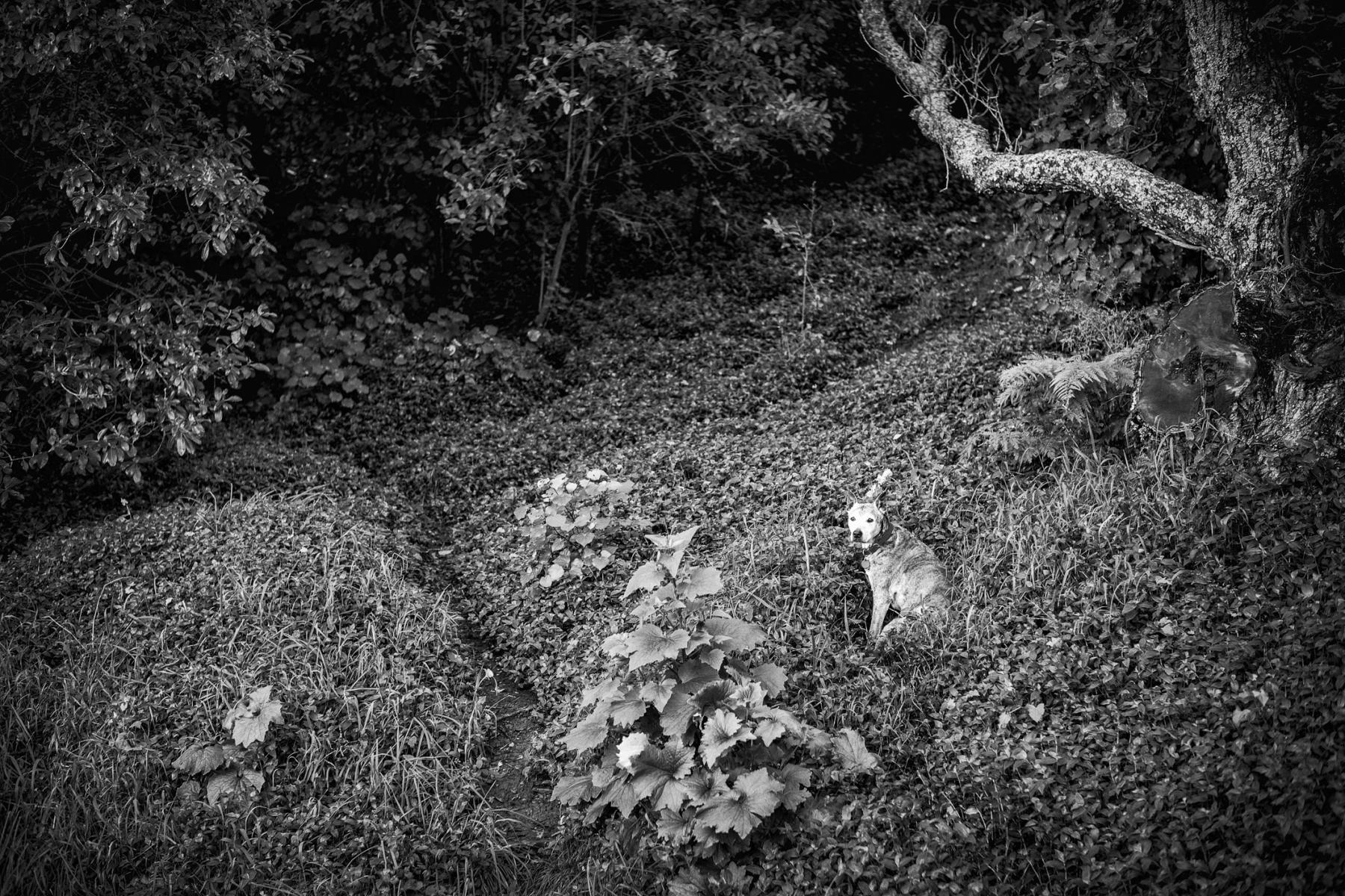 Dog in Forest, Family of Dog.  Apologies to Mr. Bullock, Auckland