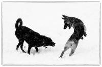 © All photographs copyright Timothy Floyd