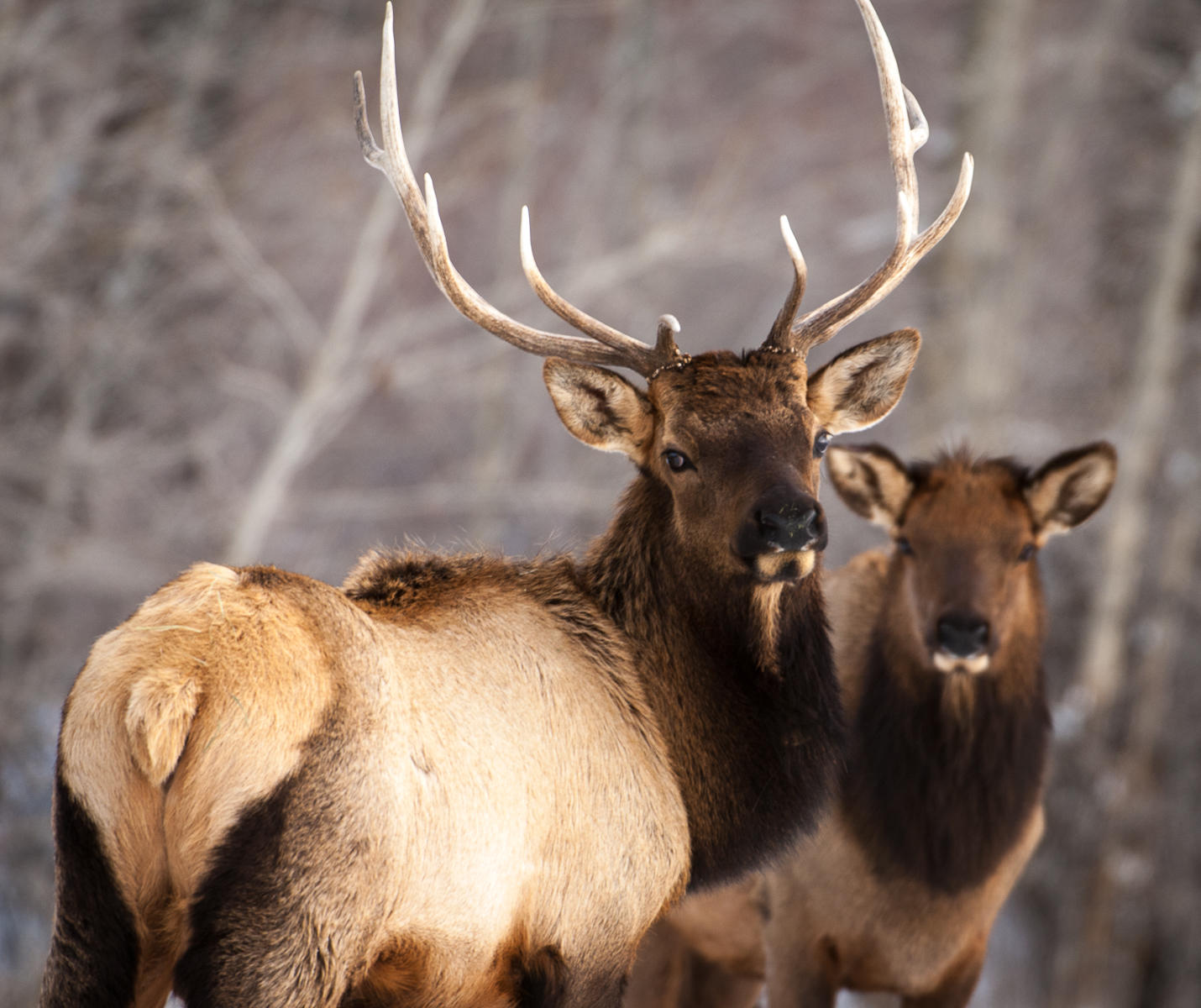 Elk Pair, Idaho