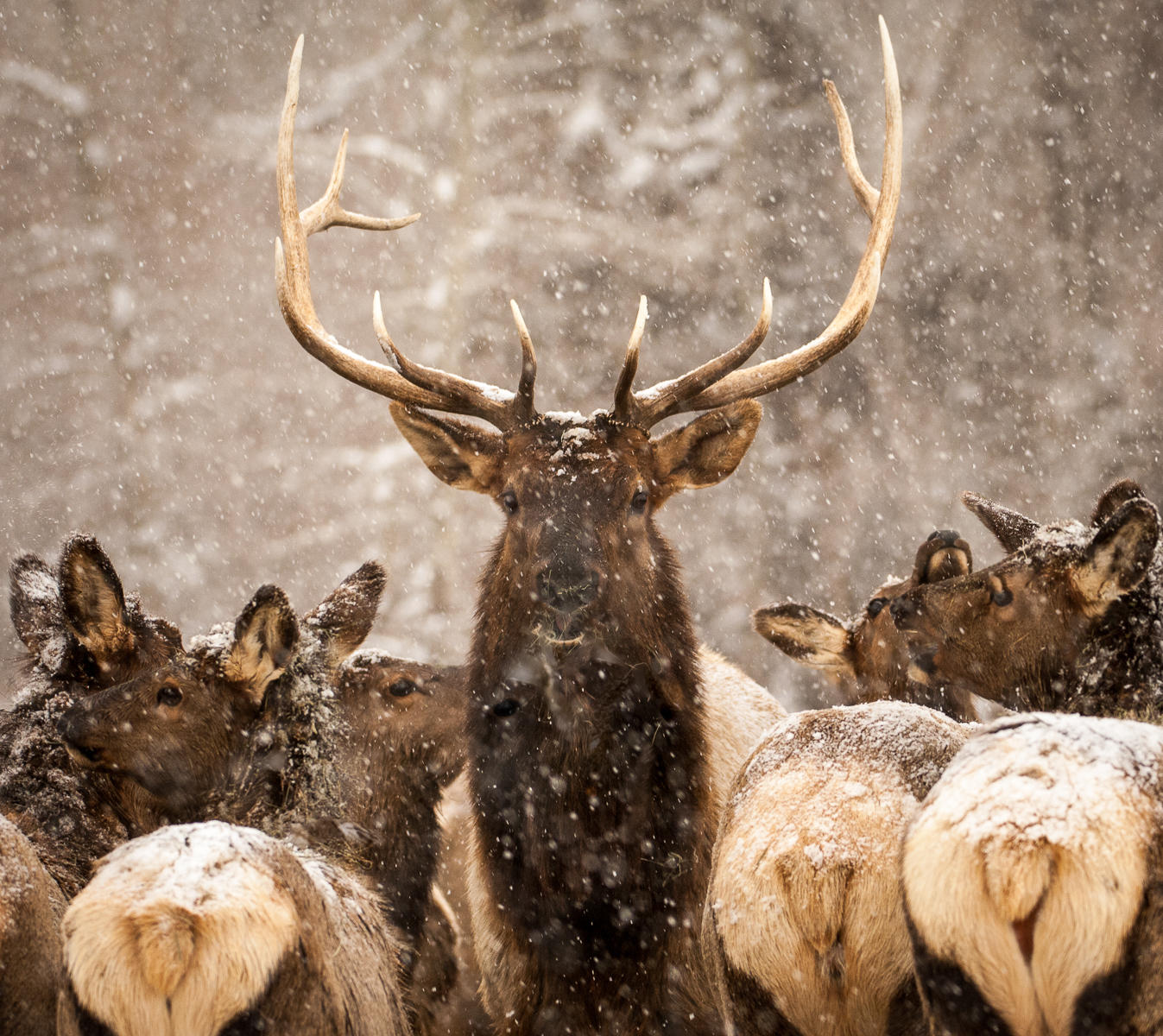 Harem, Roosevelt Elk, Idaho