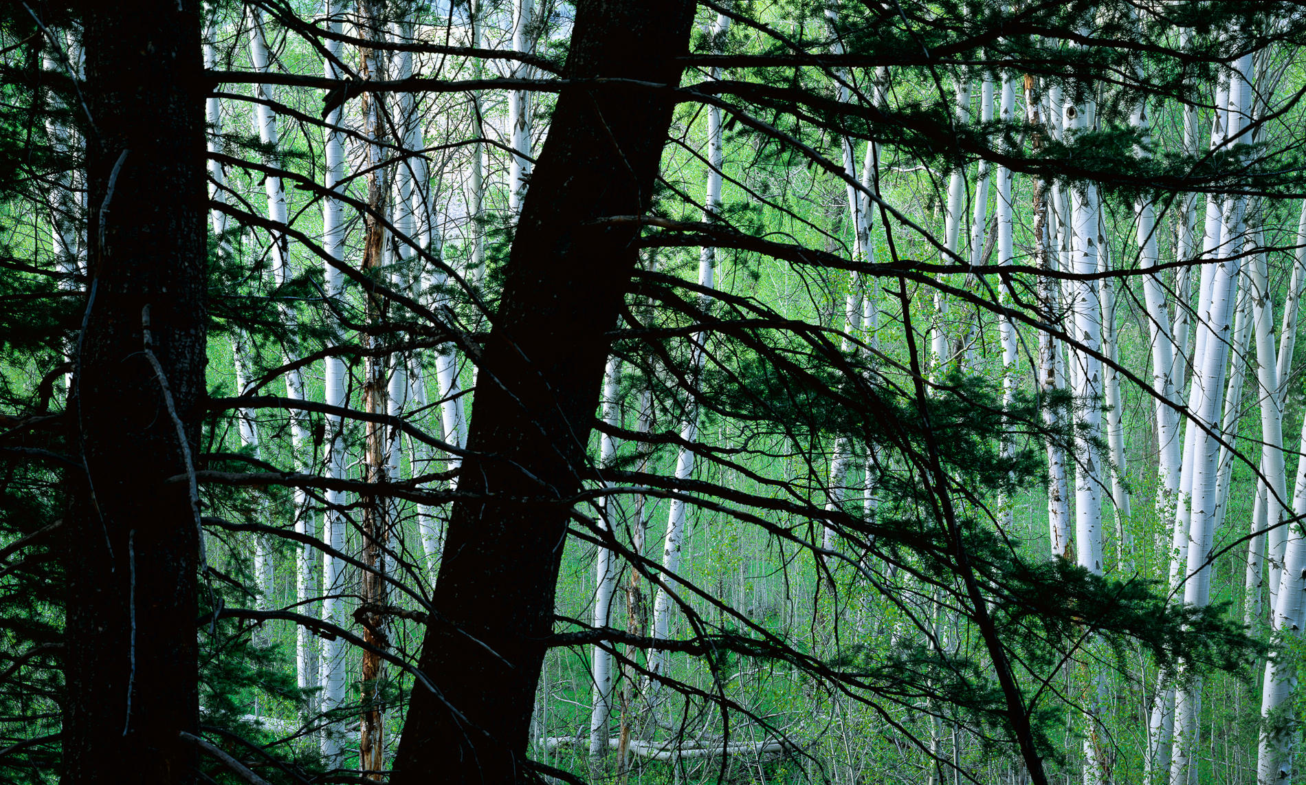 Pine and Aspen, Foxcreek Trail, Idaho