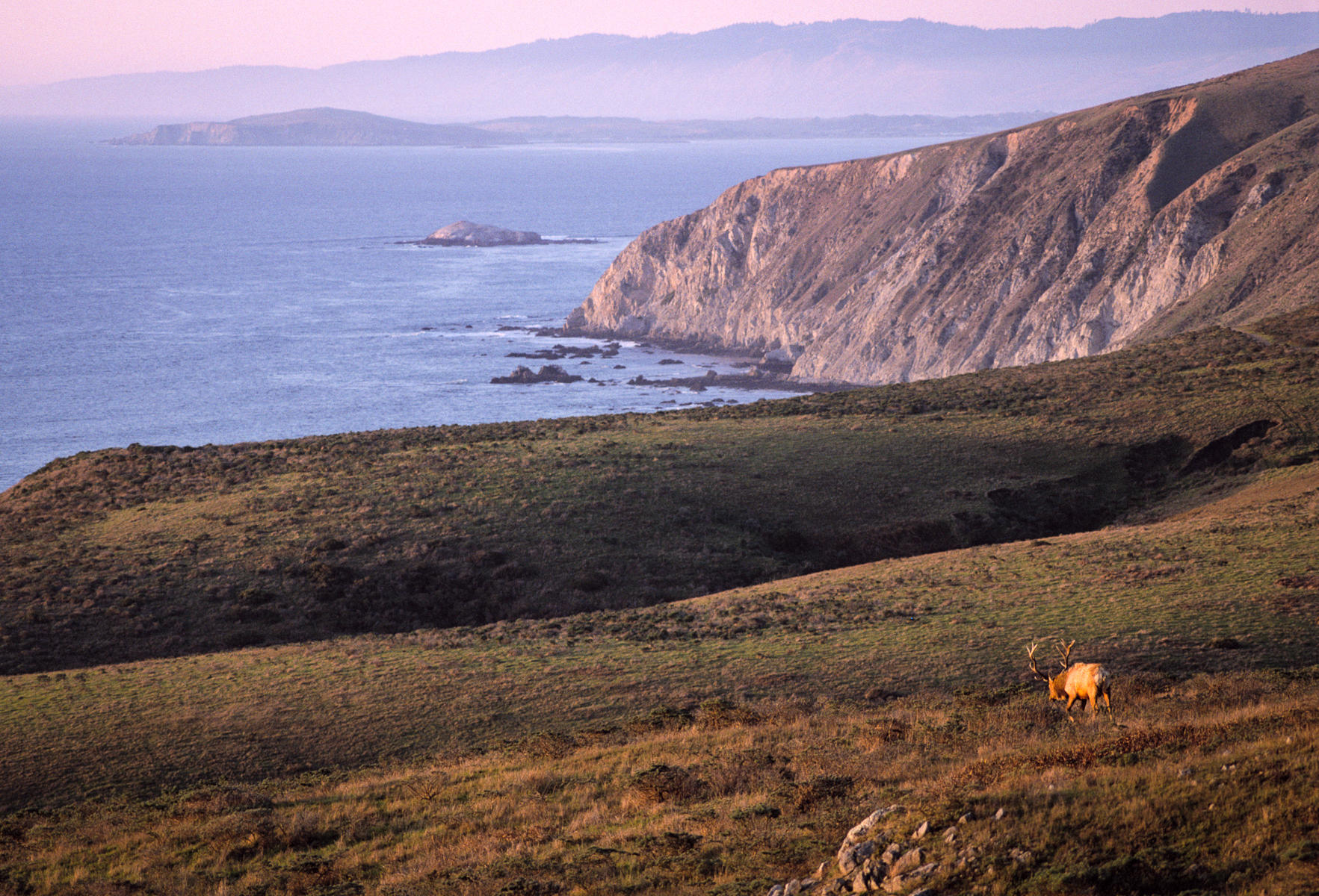 Tule Elk, Point Reyes National Seashore, California