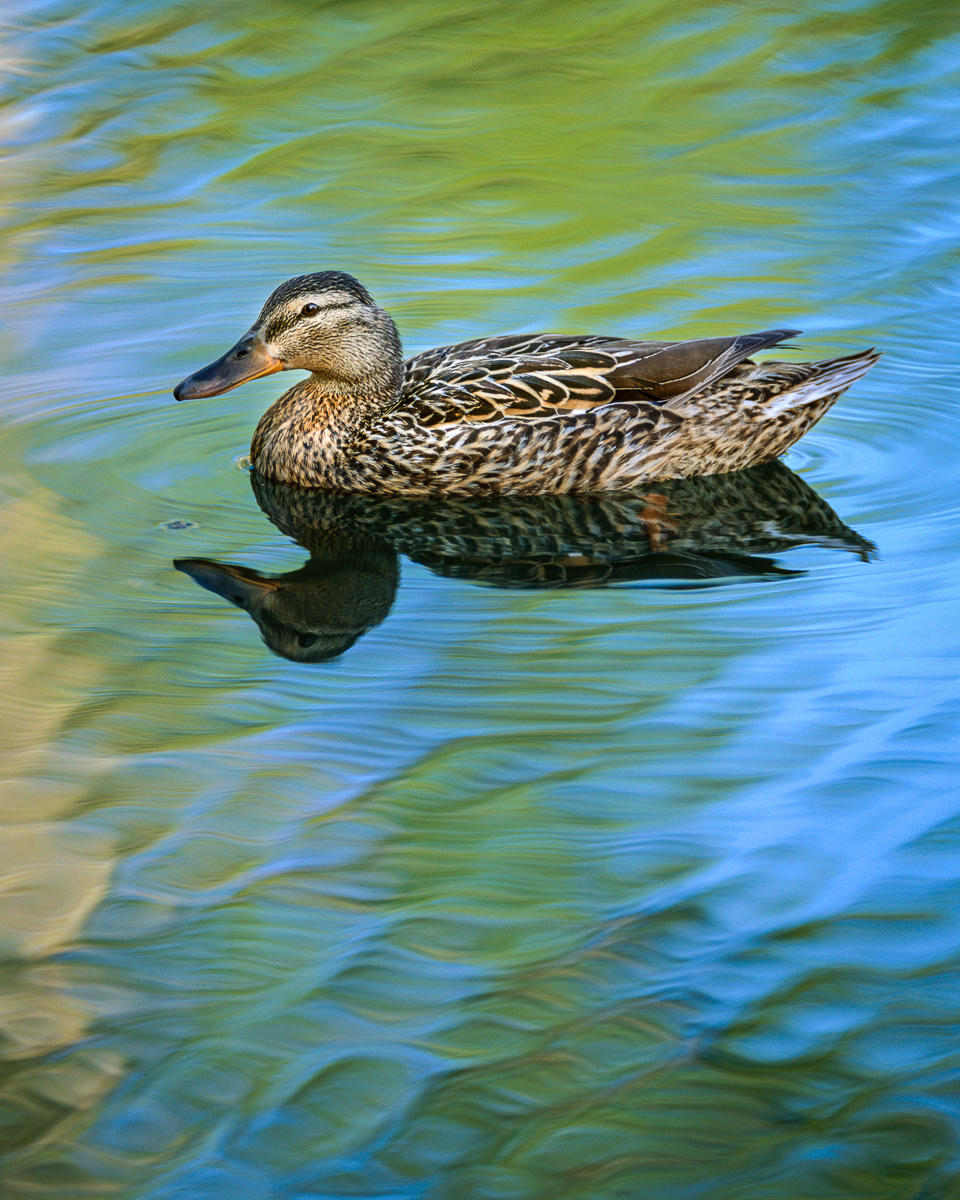 Female Mallard, Idaho