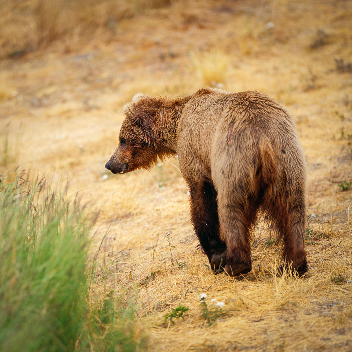 Patrol, Katmai National Park, Alaska