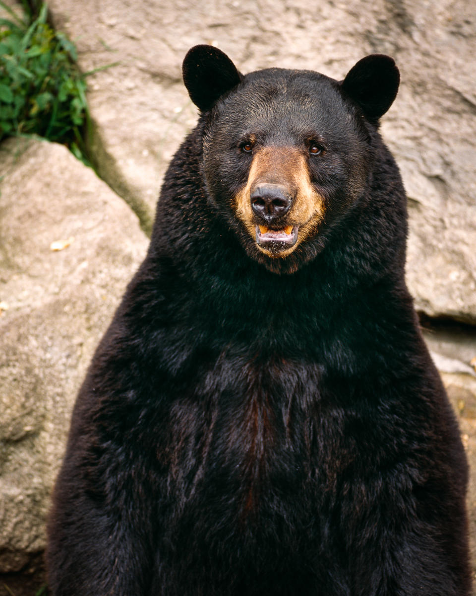 Black Bear, Grandfather Mountain (preserve)