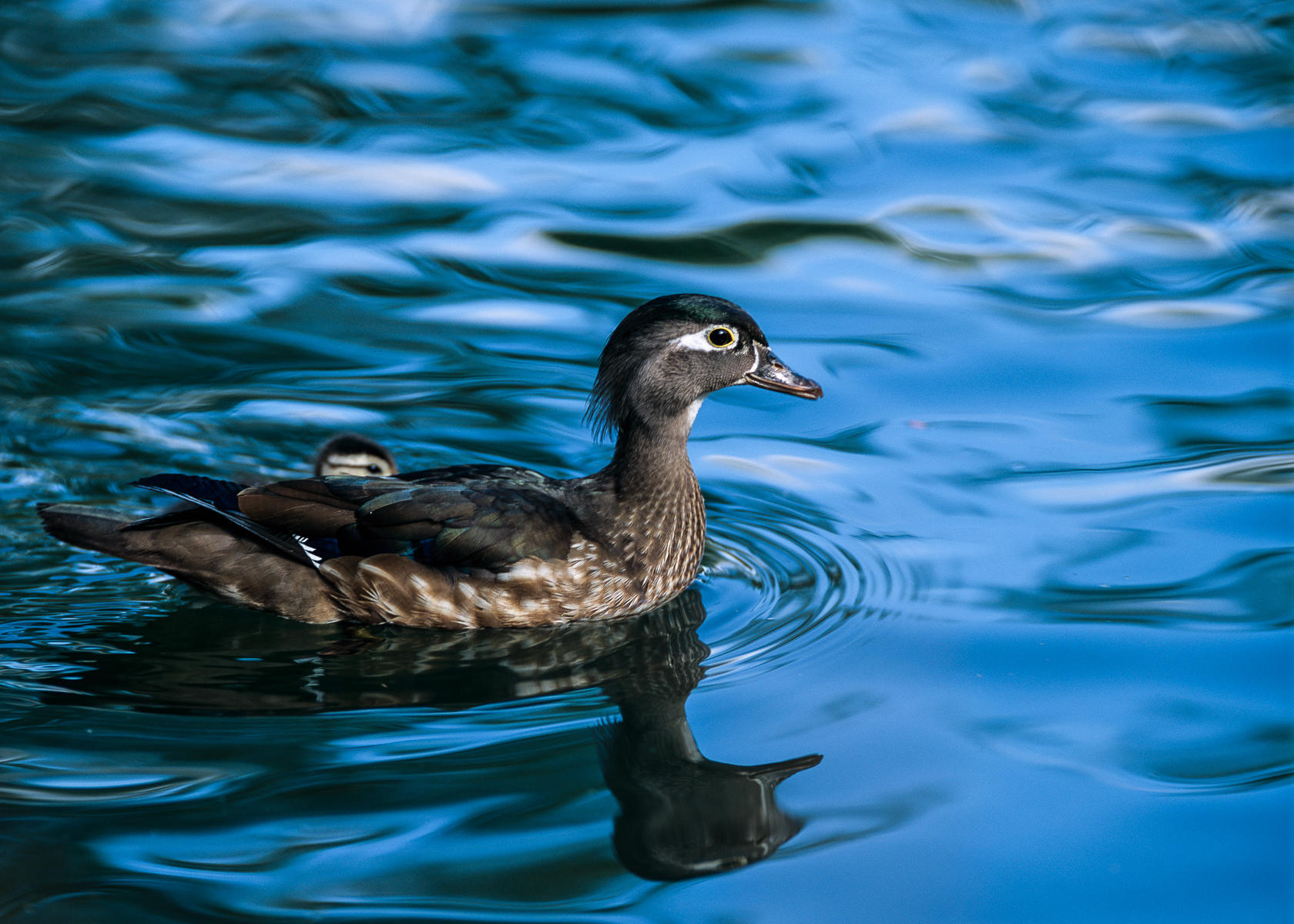 Female Wood Duck and Sole Surviving Ducking, Idaho