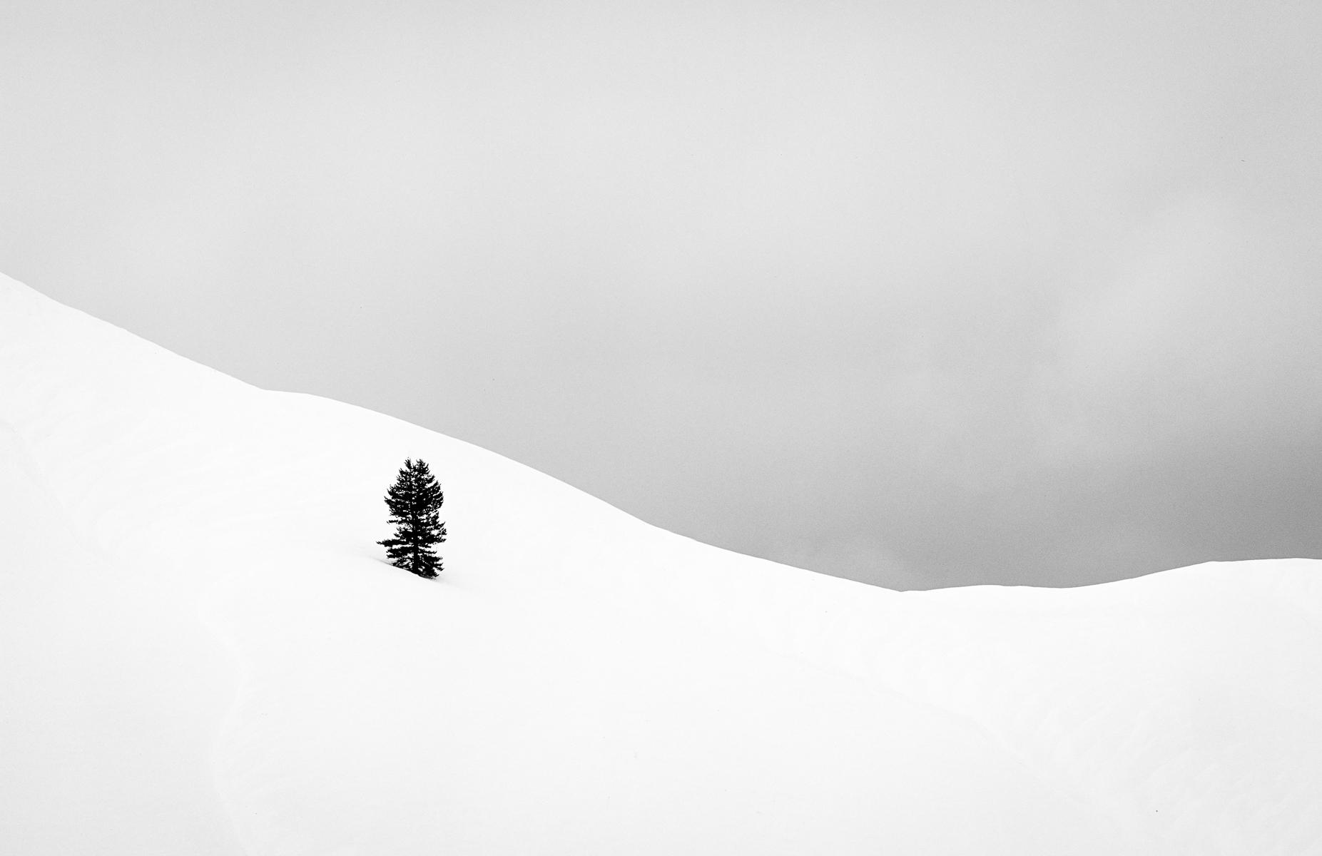 Winter Tree, Idaho