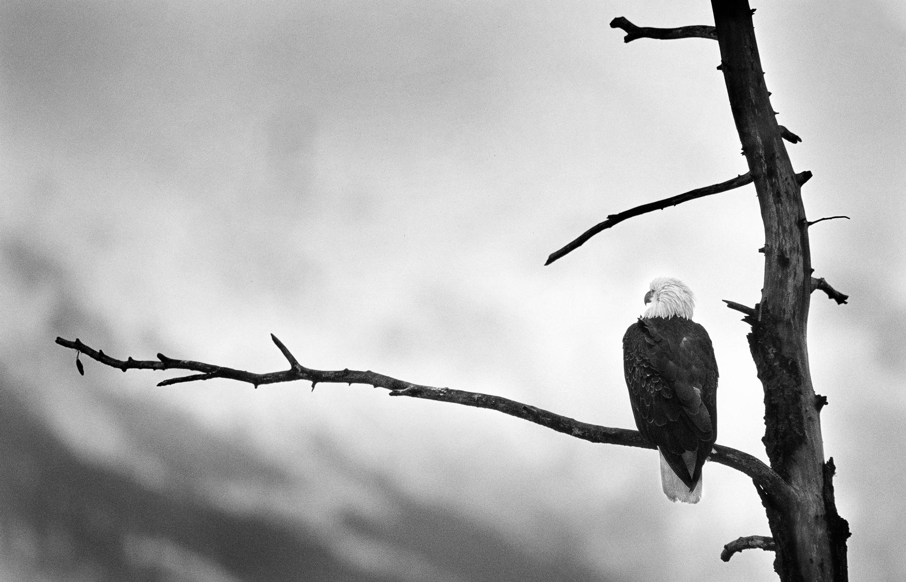 Bald Eagle, near Haines, Alaska