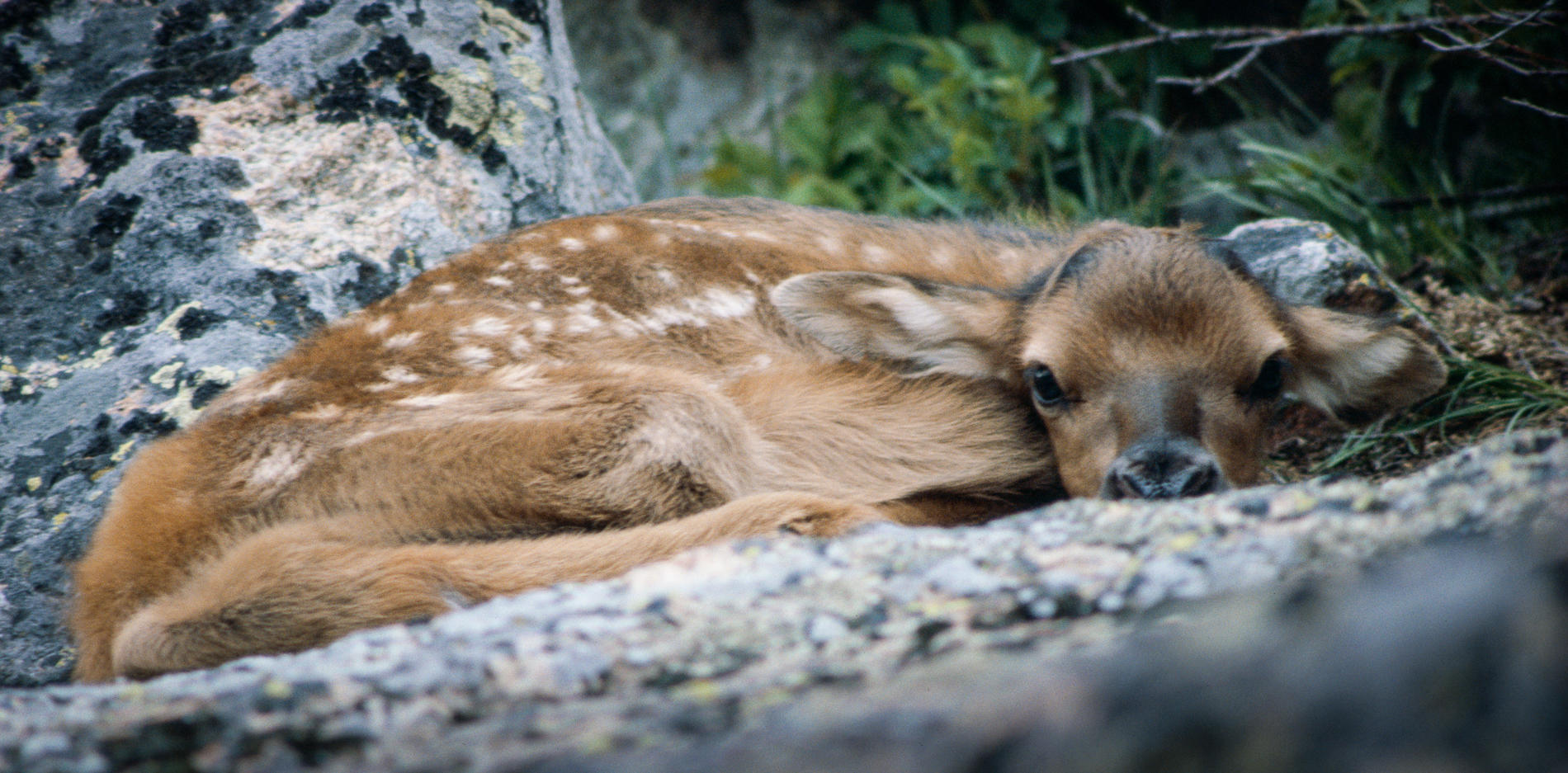 Elk Calf, Yellowstone National Park, Wyoming