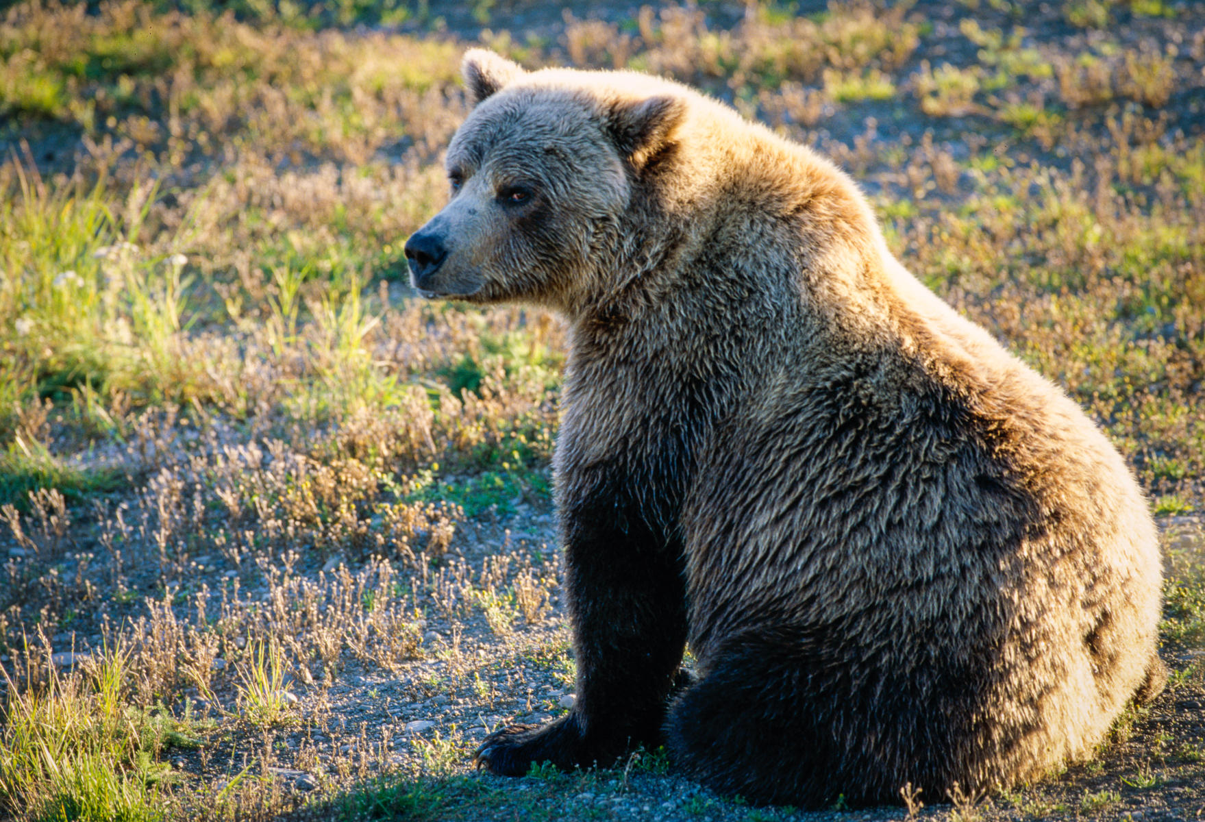 Female Brown Bear, Katmai National Park, Alaska