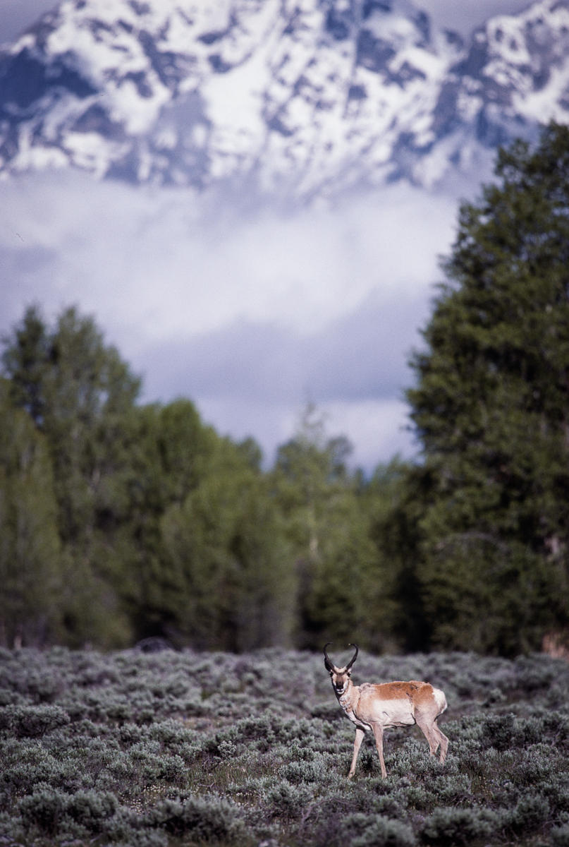 Antelope, Teton National Park, Wyoming