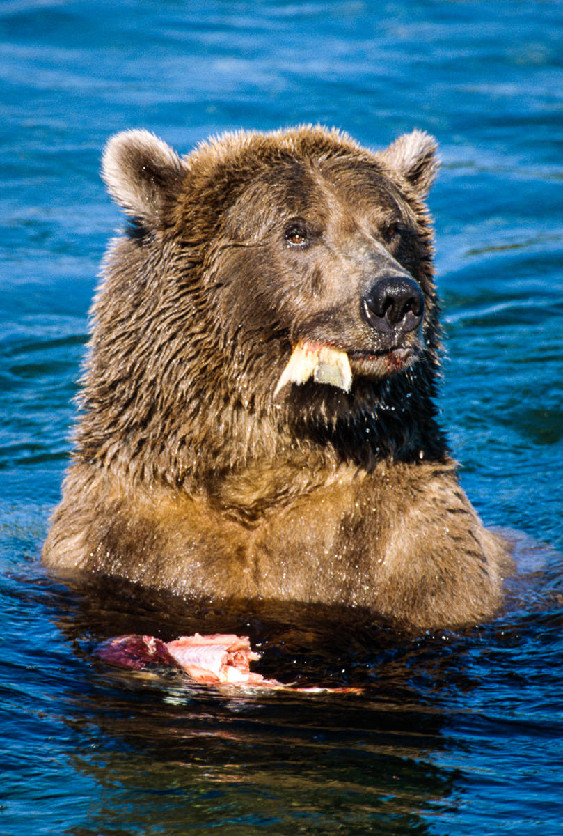 Sushi, Katmai National Park, Alaska