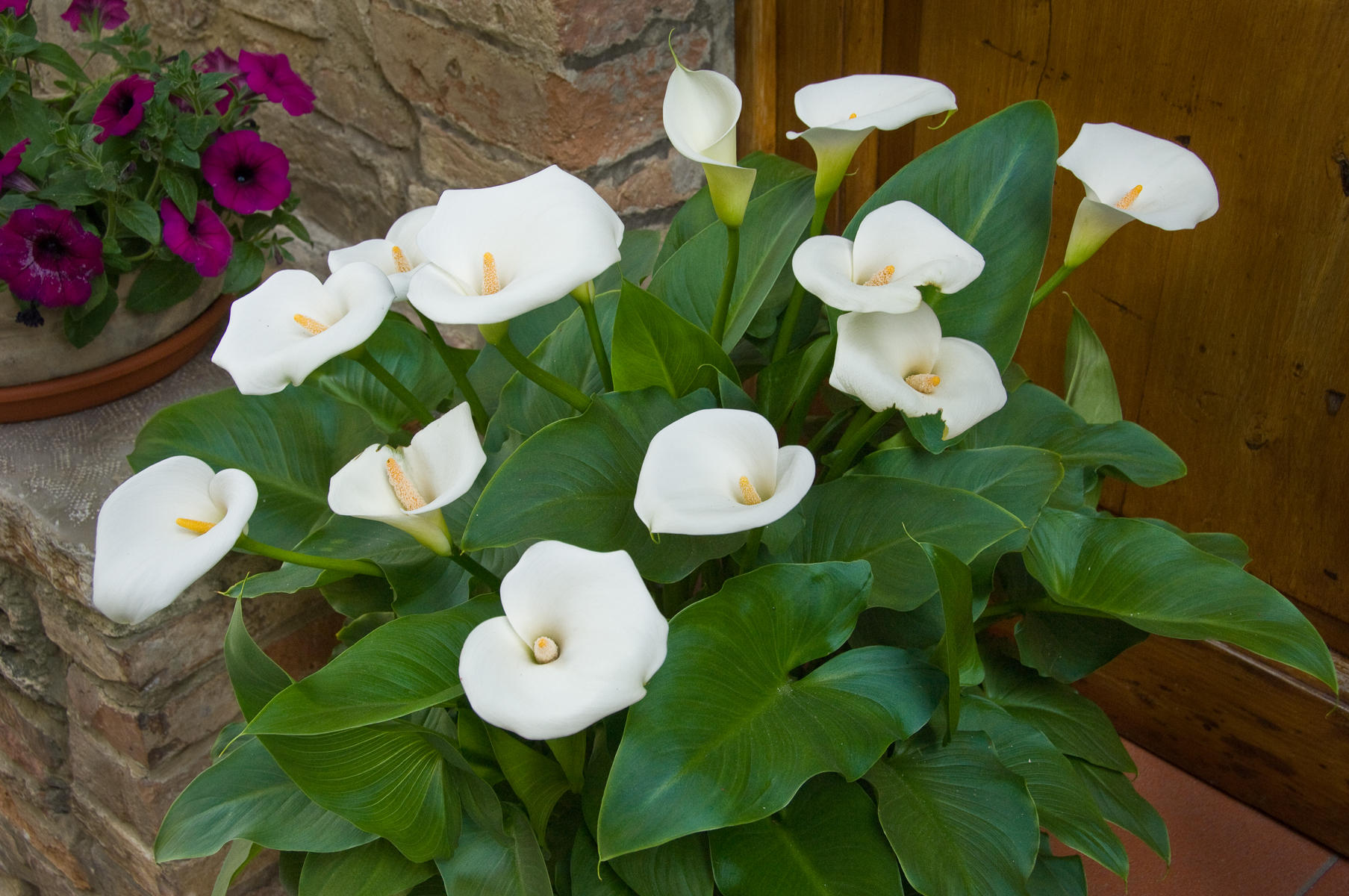 Cala Lillies