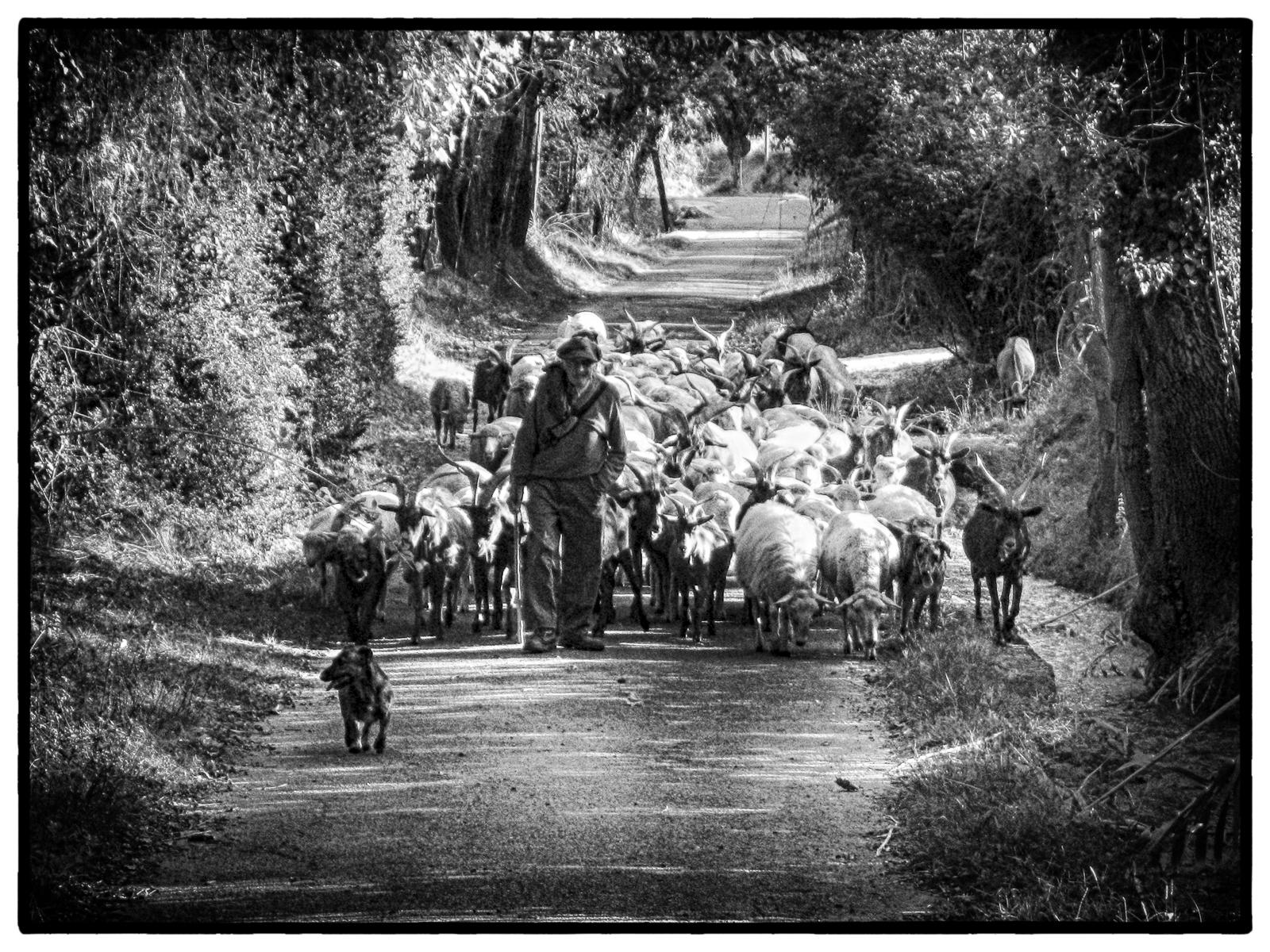 Herding Goats, Provence