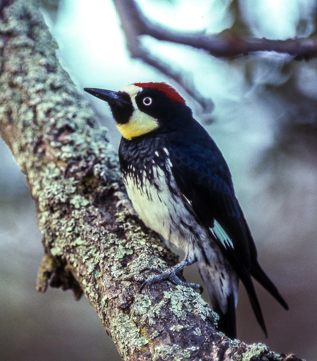 Red-Headed Woodpecker, California