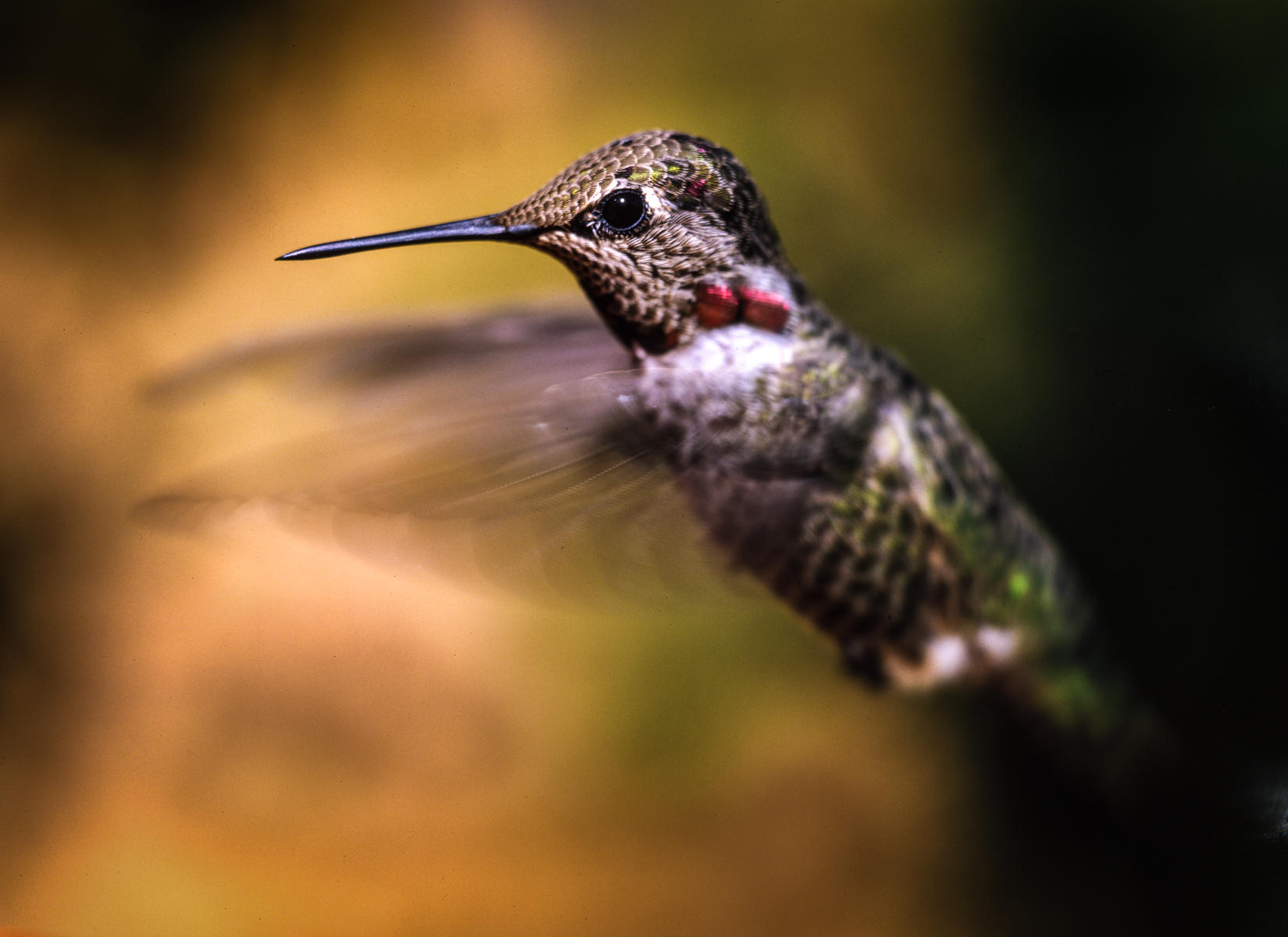 Anna's Hummingbird, Northern California