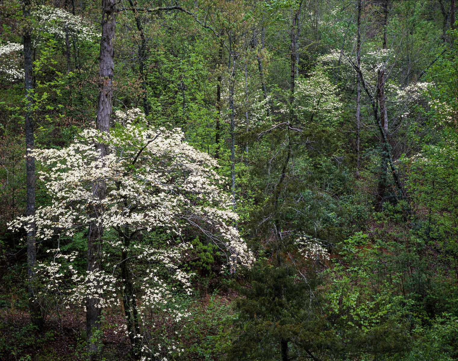Dogwoods, South Carolina
