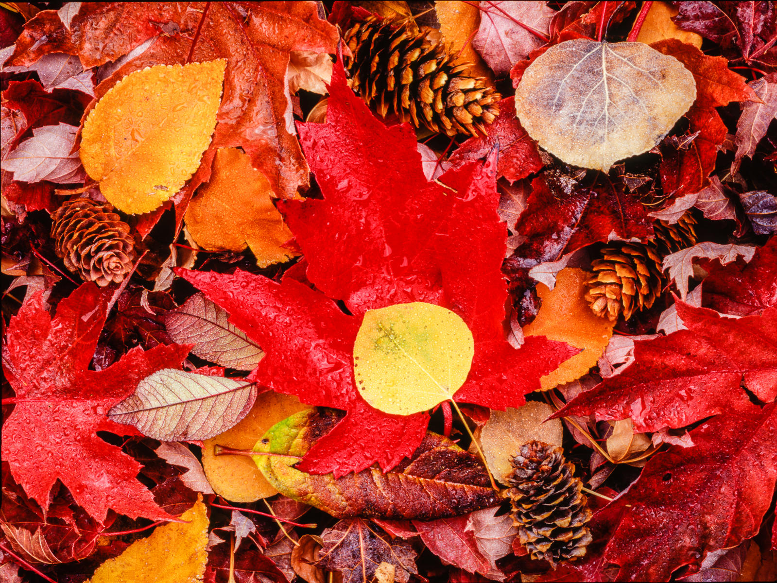 Autumn Leaves 3