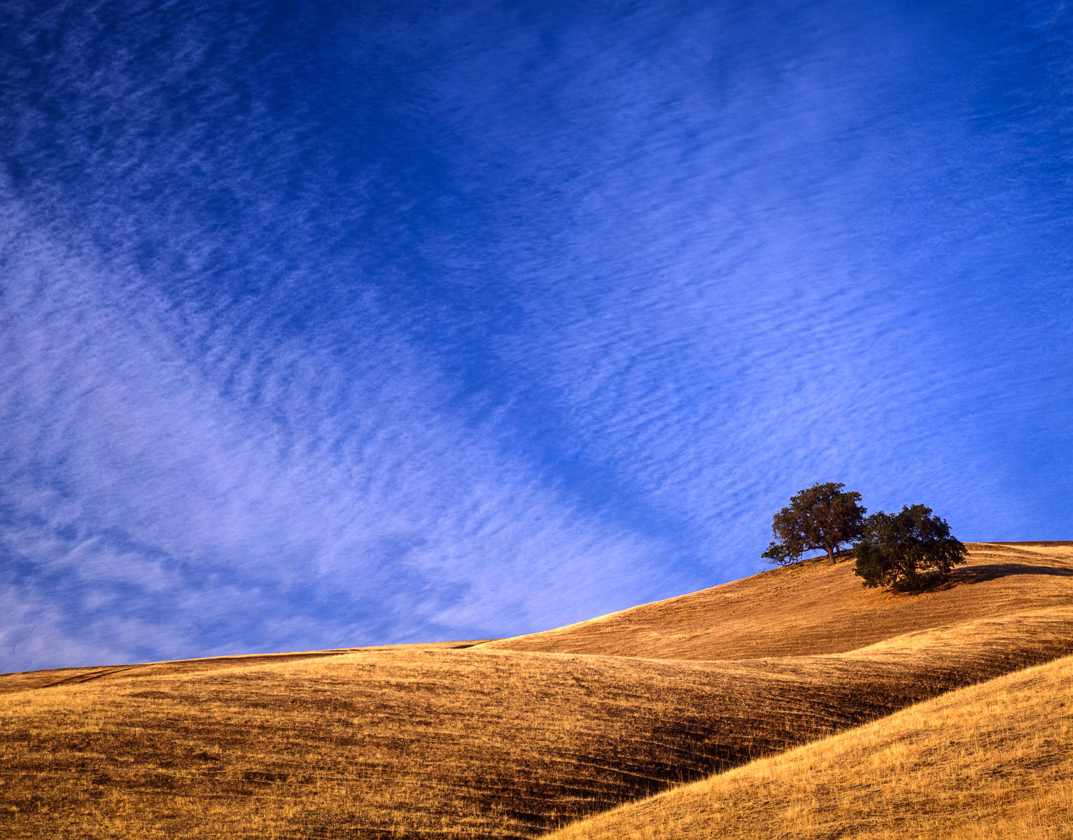 Oak Trees and Cattle Pasture, Mt. Diablo Foothills, California
