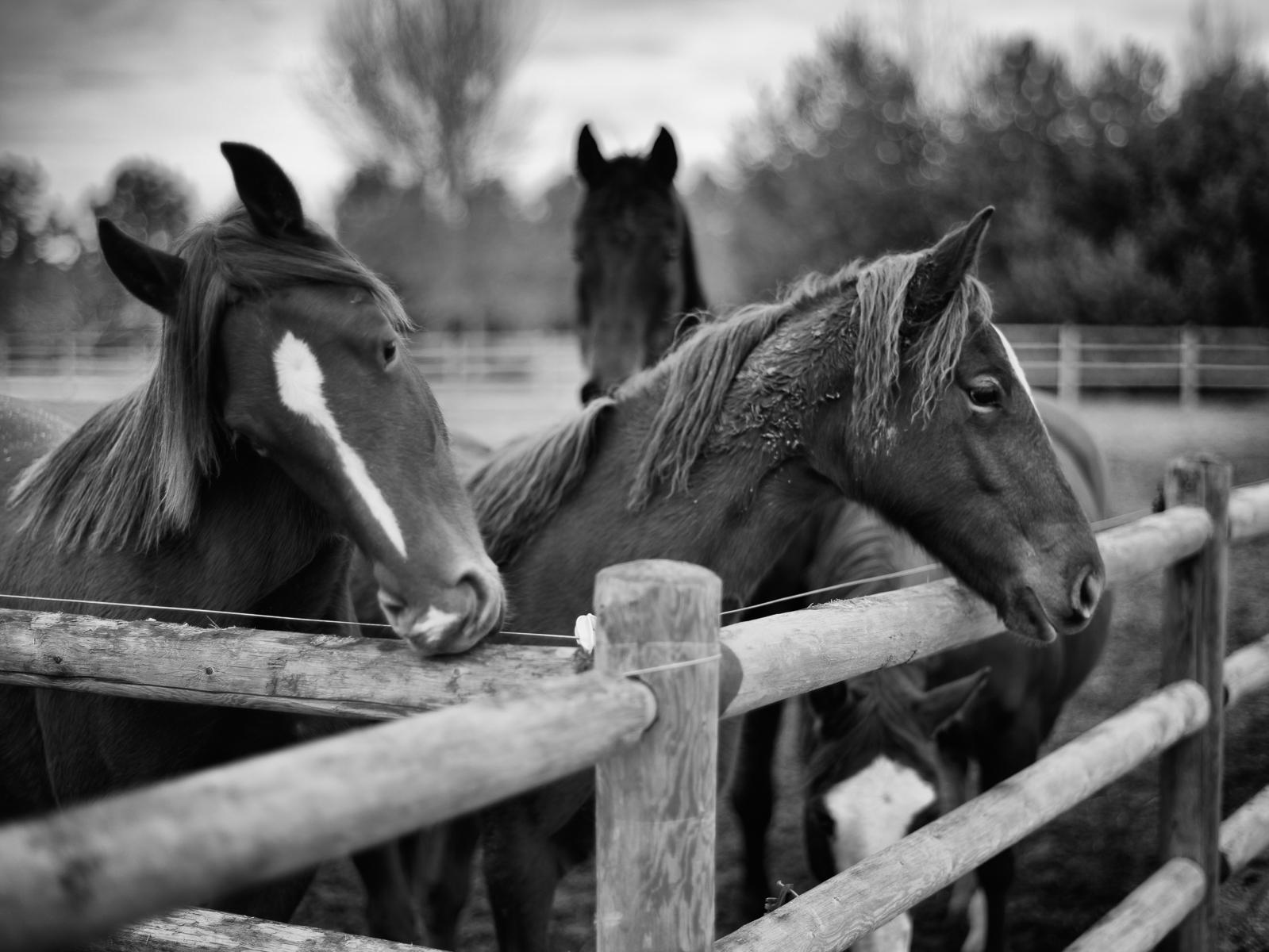 Four Horses