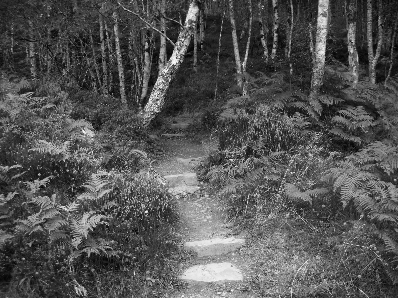 Into the Woods, Scotland