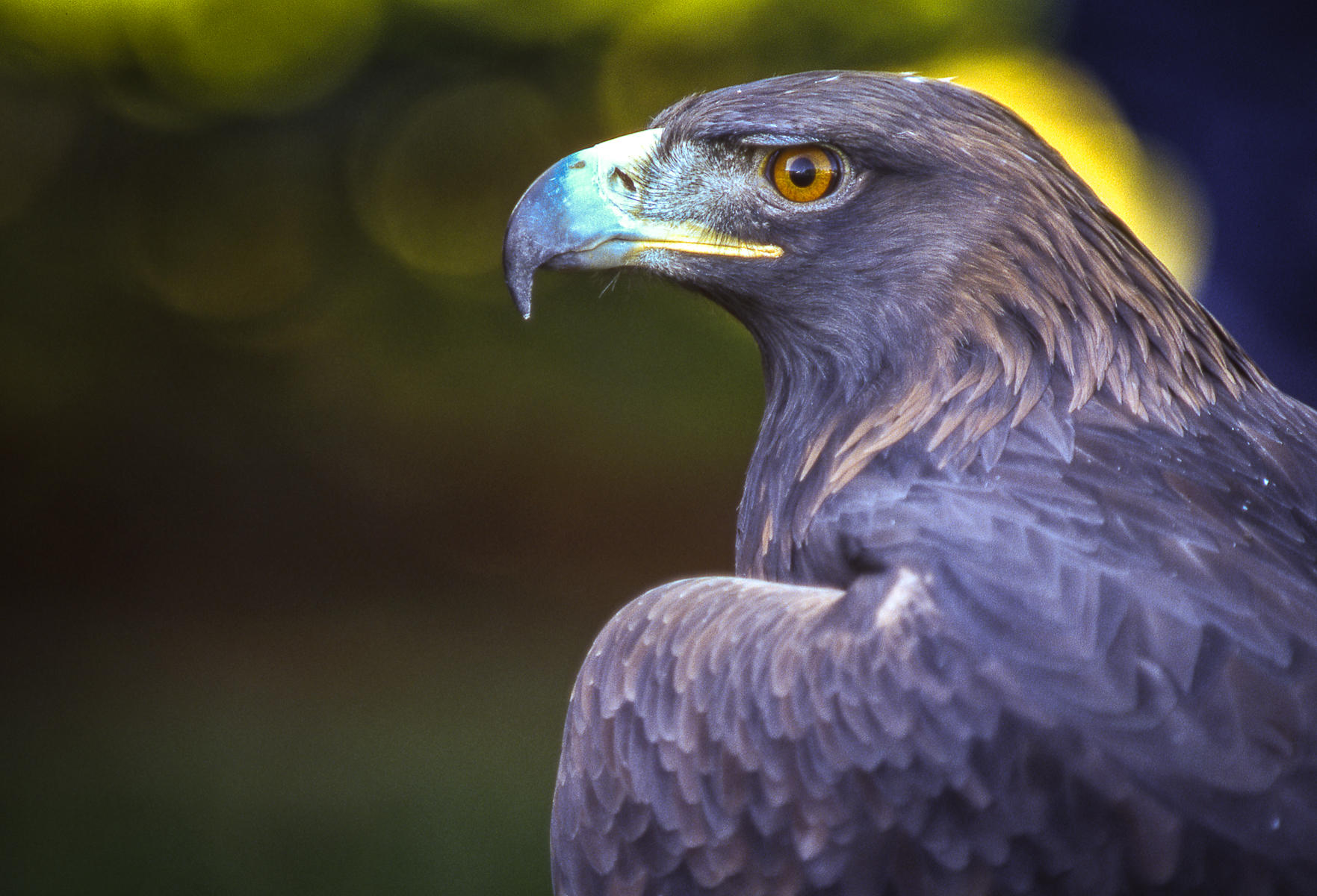 Golden Eagle, Morley Nelson Snake River Birds of Prey National Conservation Area, Idaho