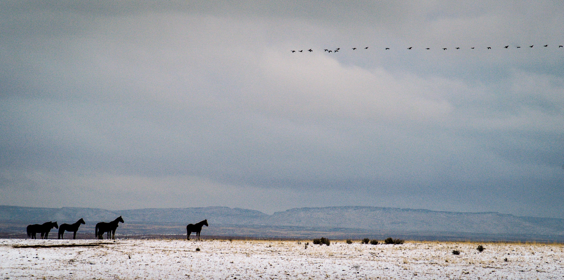 Camas Prairie