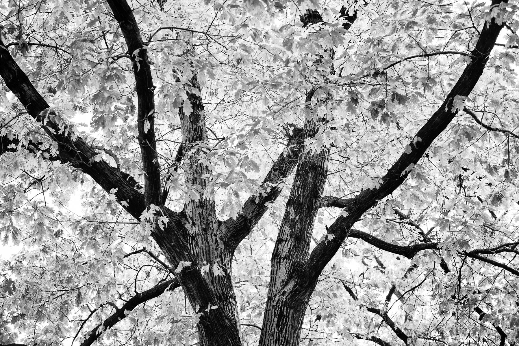 Oak Tree, Idaho