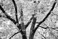 © All photographs copyright Timothy Floyd