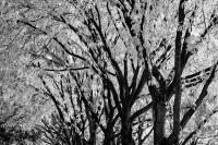 © All photographs copyright Timothy Floyd