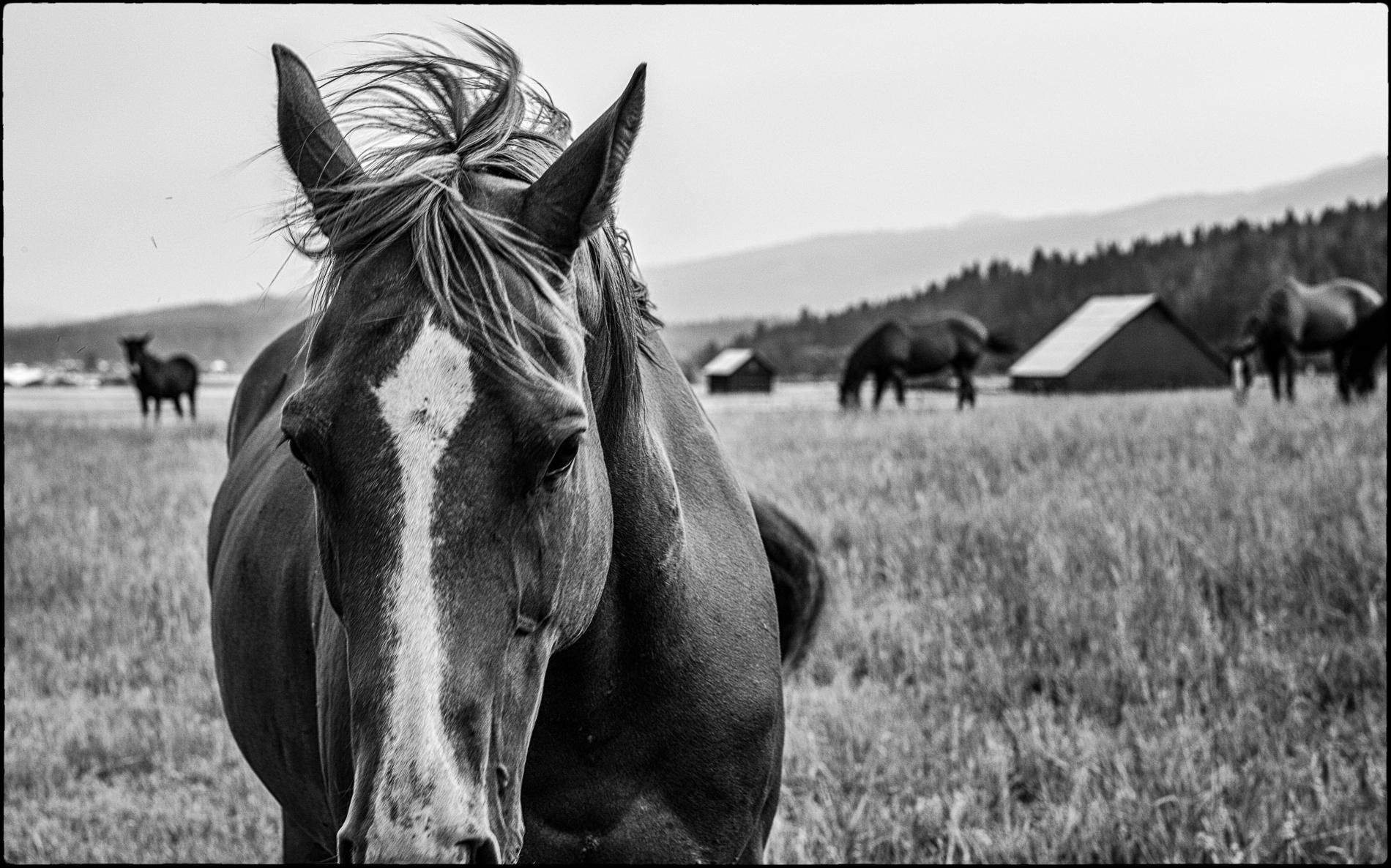 Near Cascade, Idaho