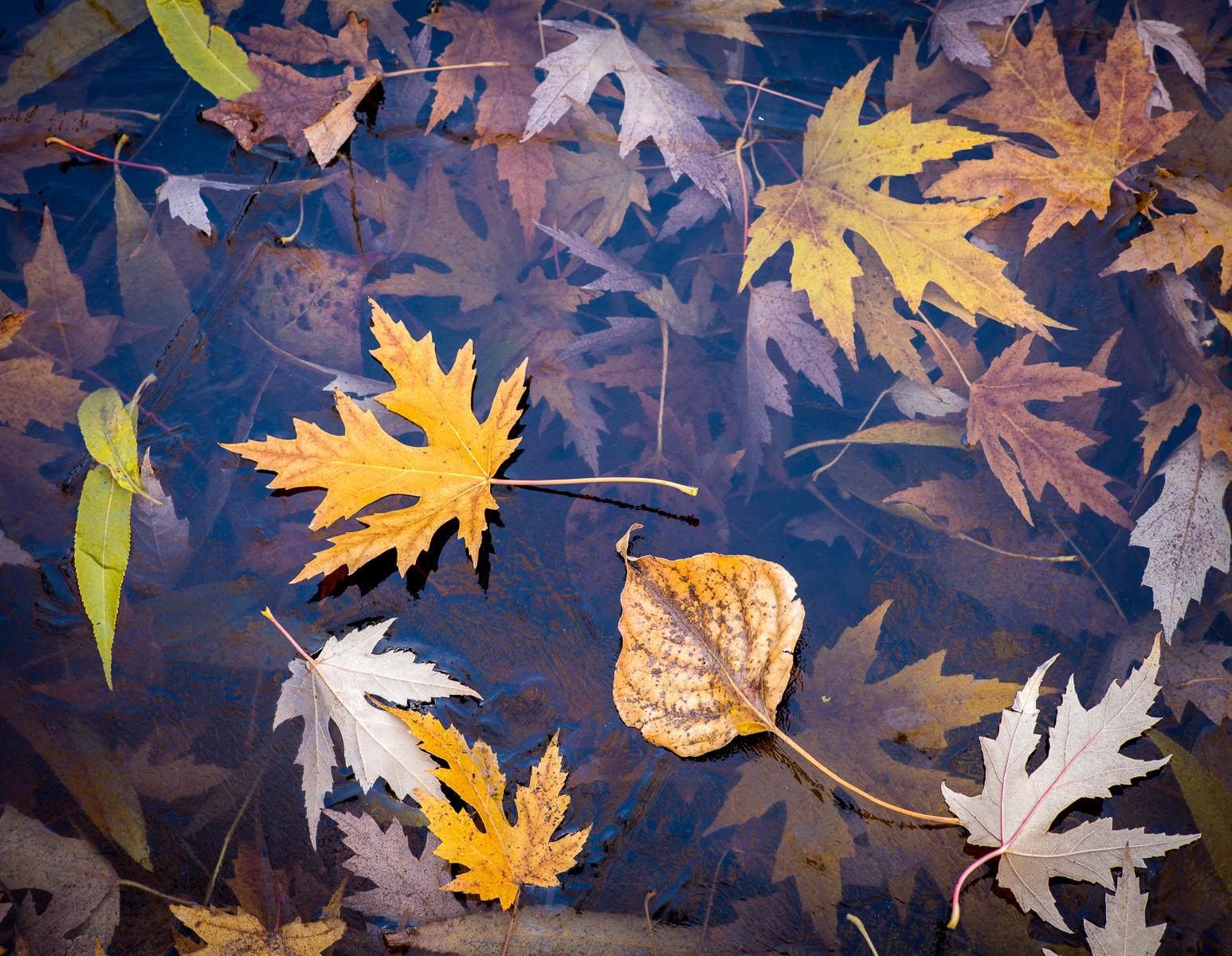 Autumn Leaves 6