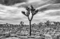 © All photographs copyright Timothy Floyd