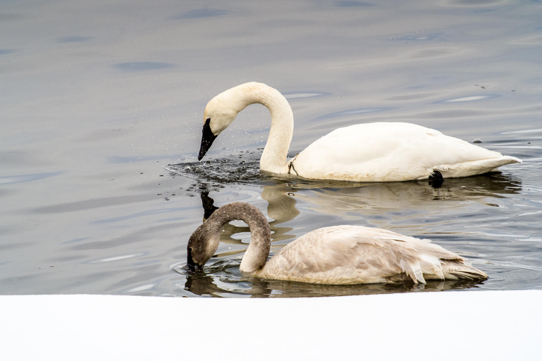 essay on swan bird