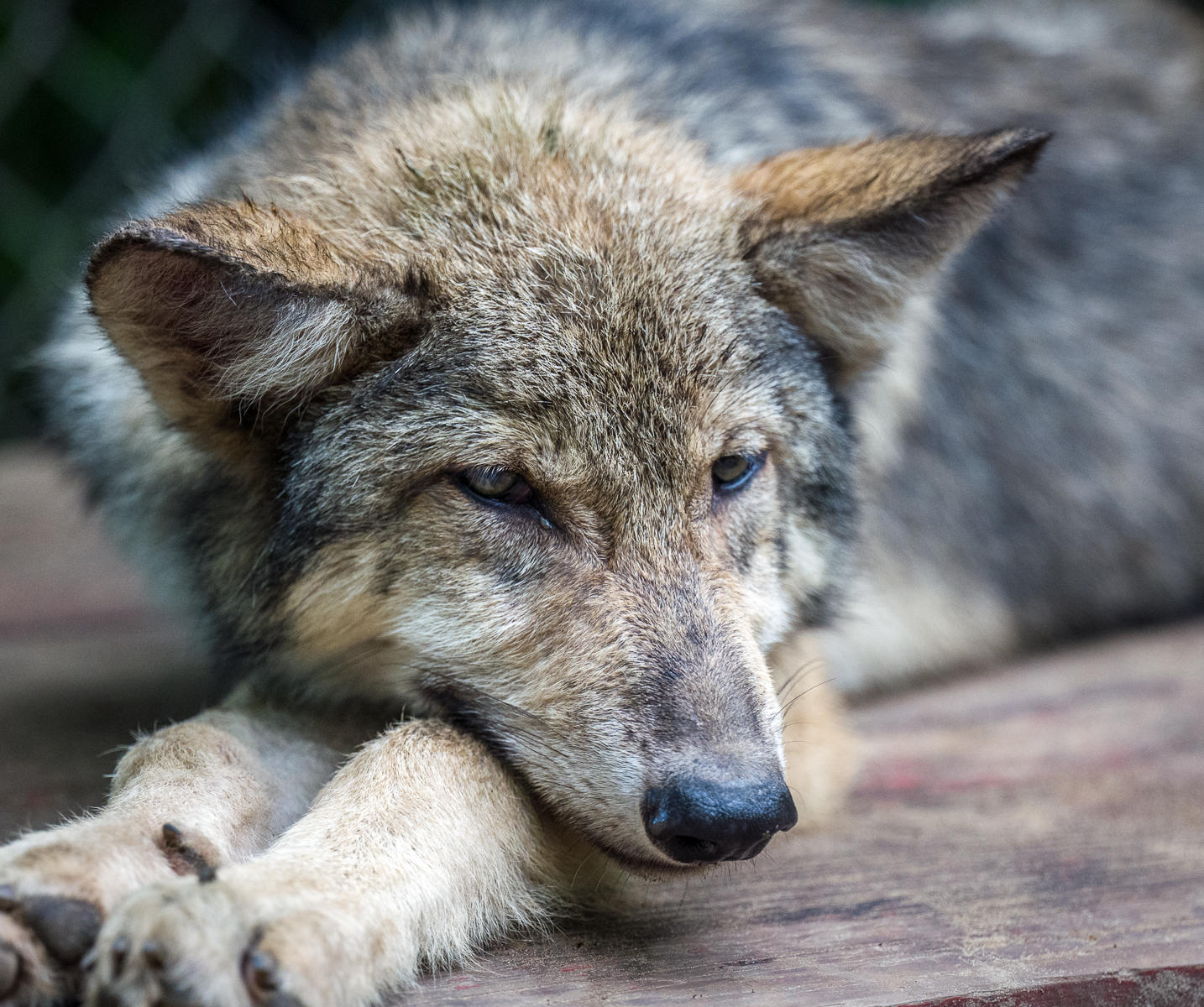 Gray Wolf, Wildlife Science Center, Minnesota