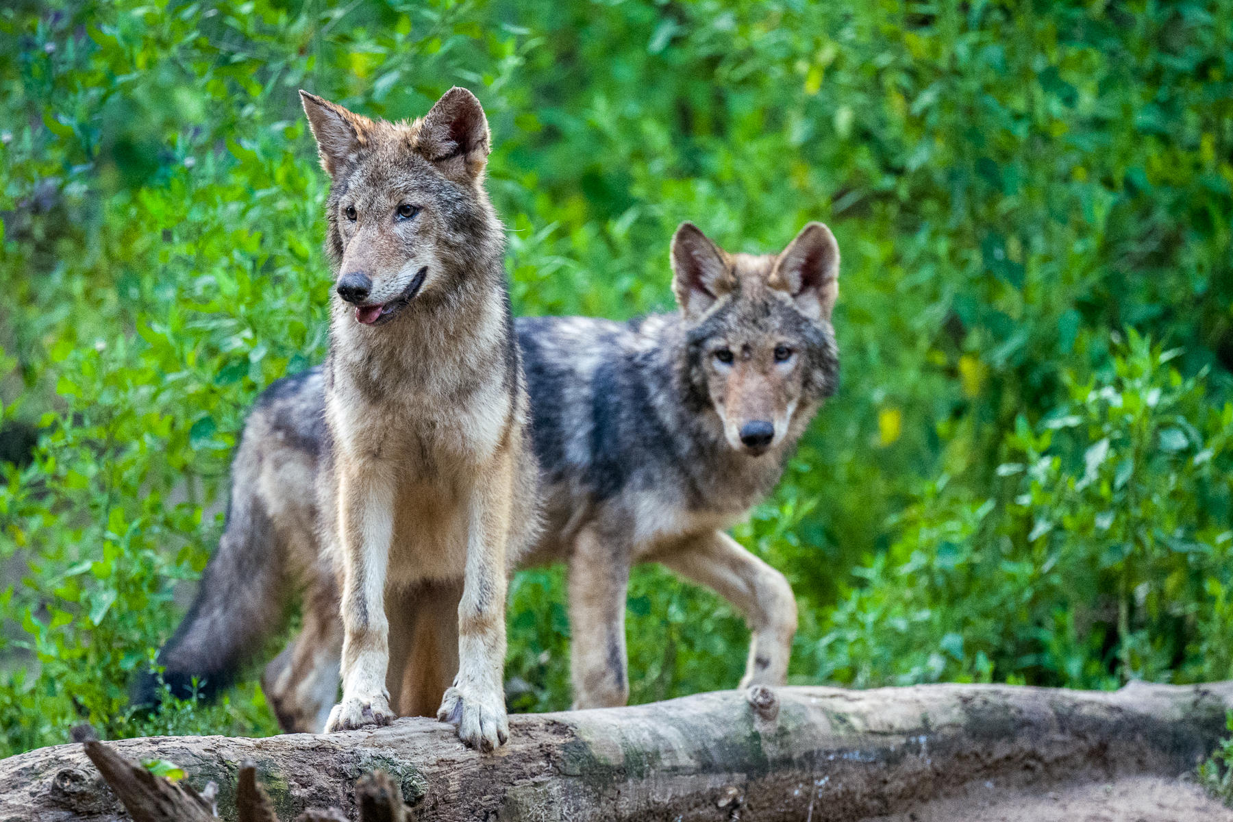 Adolescent Gray Wolves, Wildlife Science Center, Minnesota