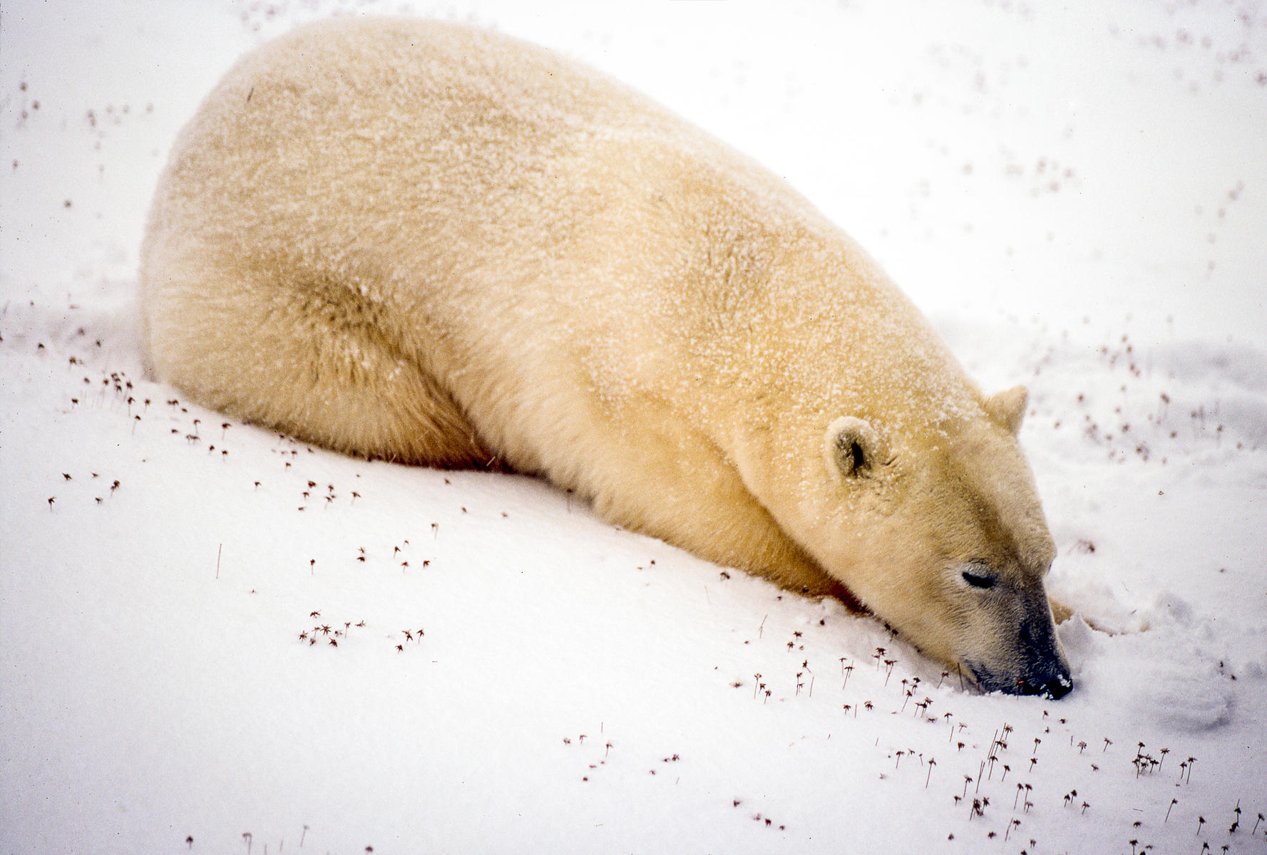 Passing Time, Waiting for Ice