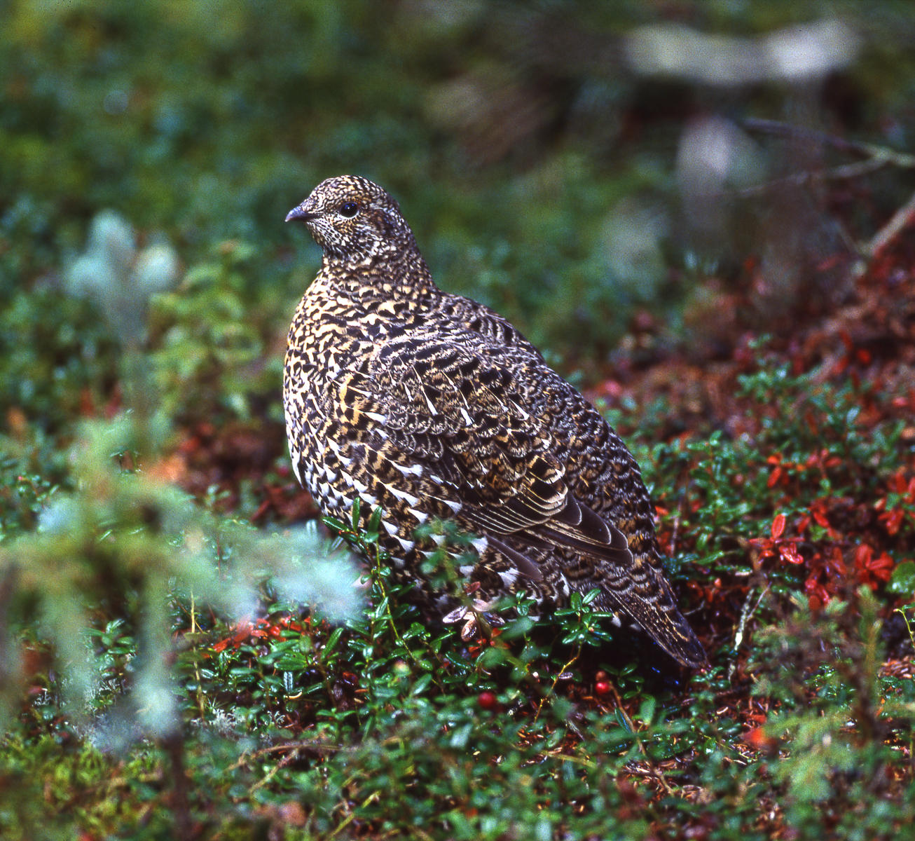 Ptarmigan, River of No Return Wilderness