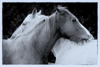 © All photographs copyright Timothy Floyd