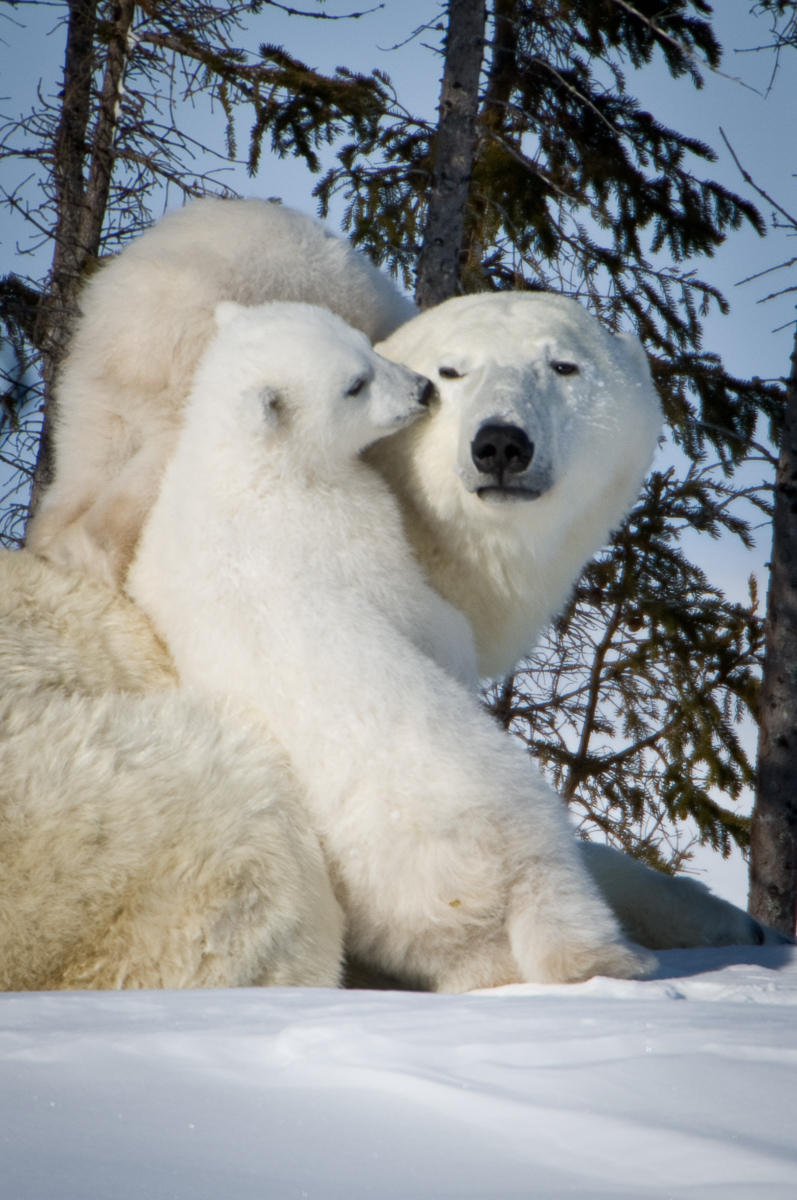 Female polar bears protect their young by taking high ground, even a small rise, and letting them play or nurse or sleep.  If the cubs wander they may fall prey to wolves.  If she counter attacks wolves, the vulnerable cubs can be picked off by other wolves.  