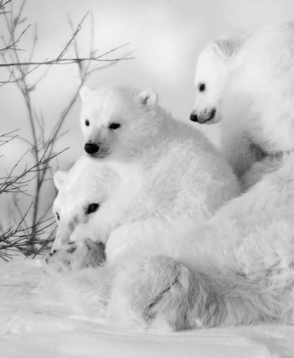Polar Family