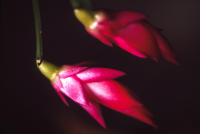 © All photographs copyright Timothy Floyd