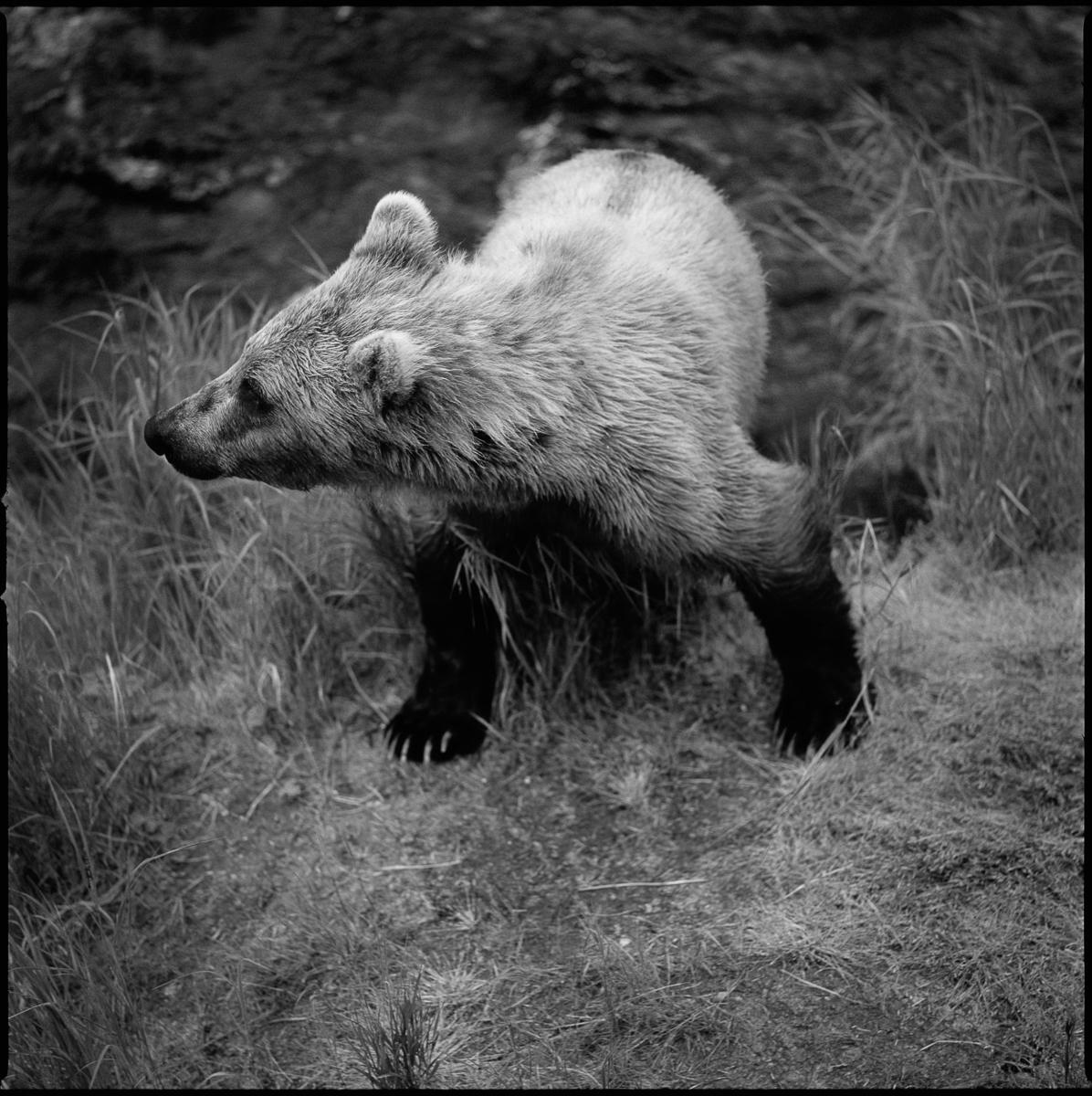 Seeking, Katmai National Park, Alaska
