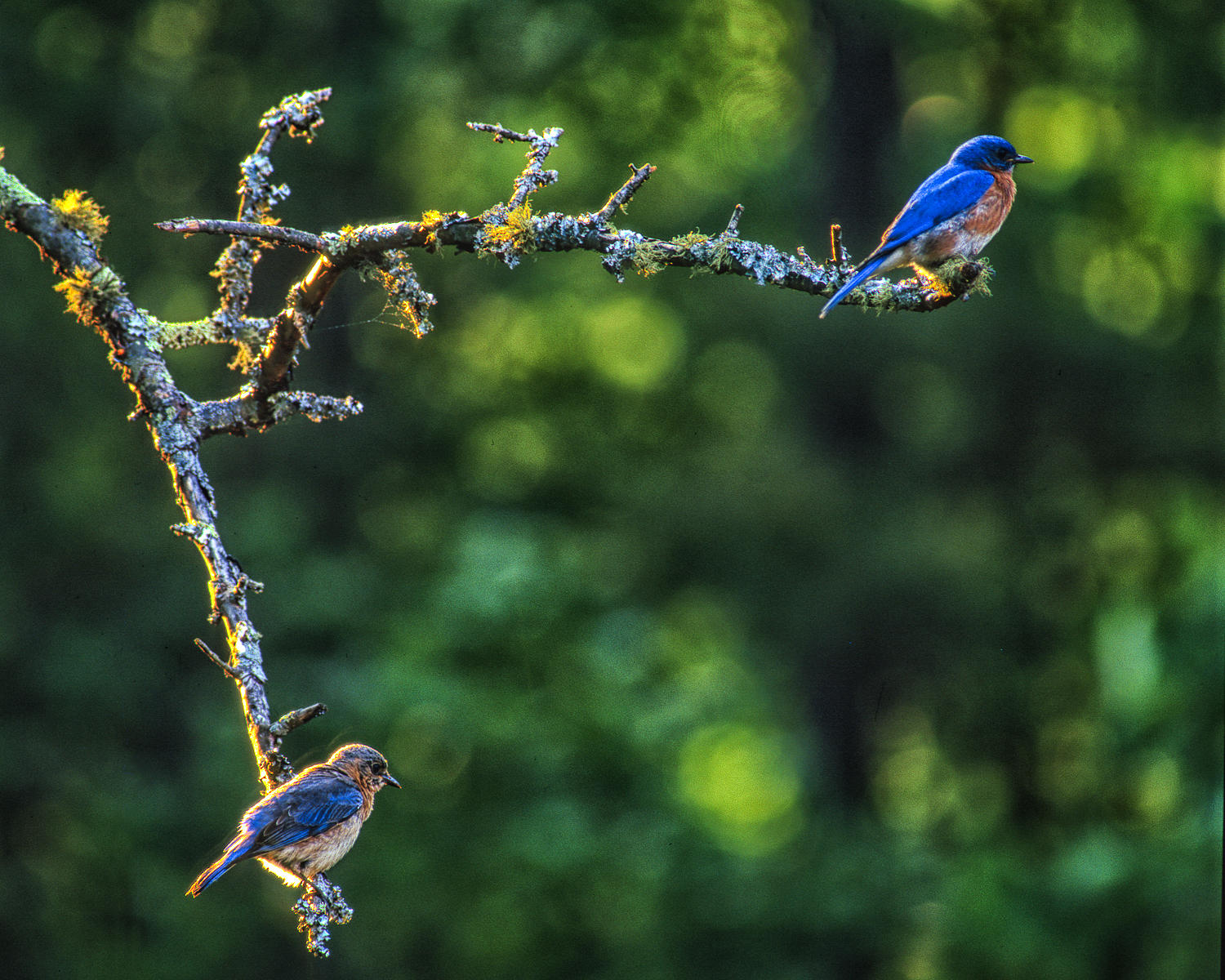 Bluebird Pair, South Carolina