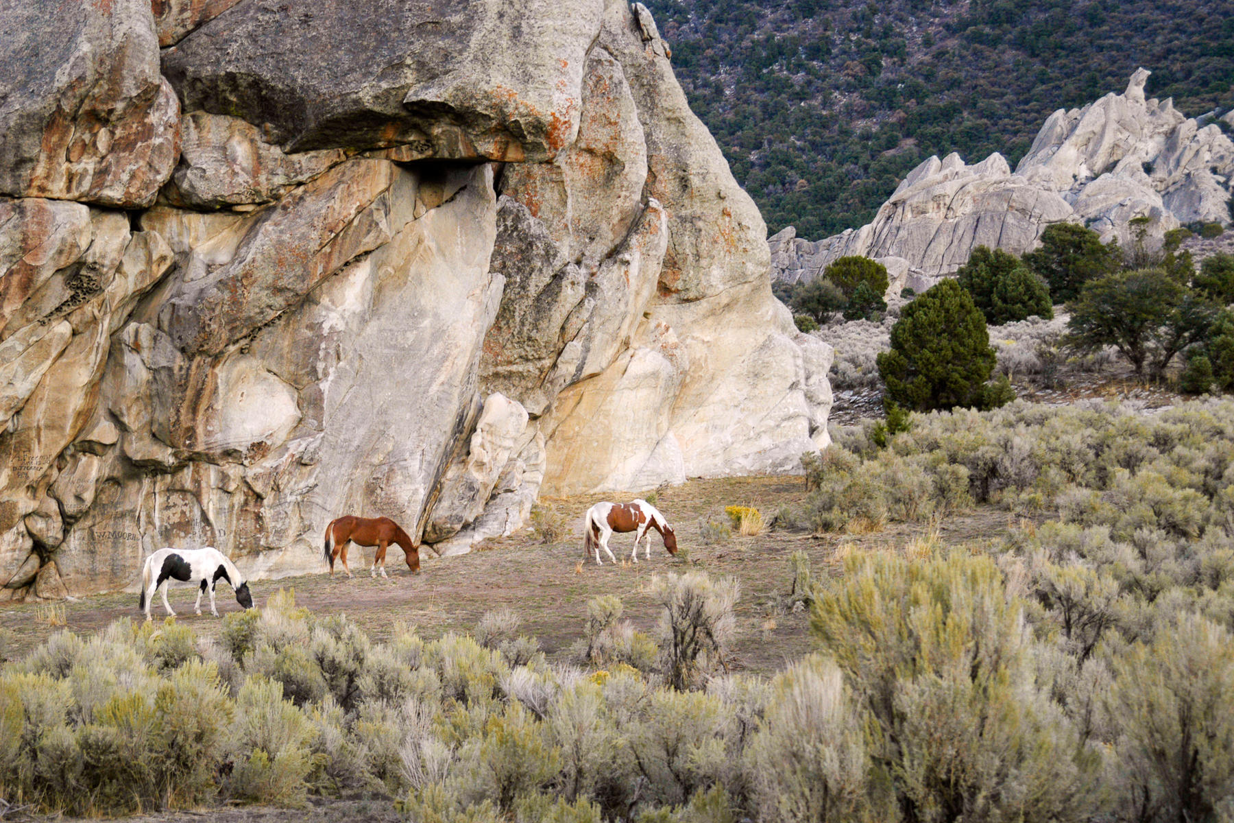 Wild Horses, City of Rocks, Idaho